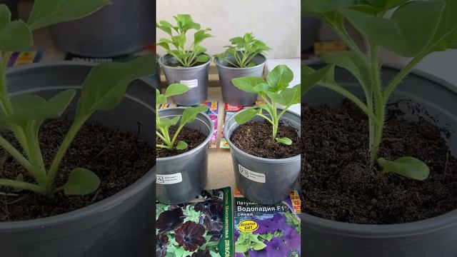 50 дней рассада петунии. Отметим отличников и хорошистов!!!#petunia#рассада#петуния#дача