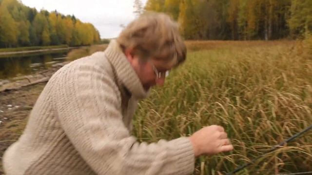 ГРИБЫ, ПЛОТВА, ЕЛЕЦ И БОБЁР!!!))) ГРИБАЛКА НА РЕКЕ НИВА. #капитанандрейфёдоров #видеоорыбалке