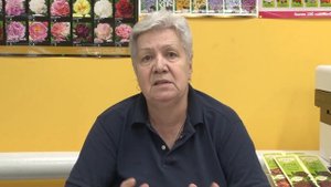 Голова садовая - Красно-фиолетовые листья у рассады томатов