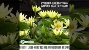 Кувшинка  «Шарлин Строун» (Nymphaea ‘Charlene Strawn’)