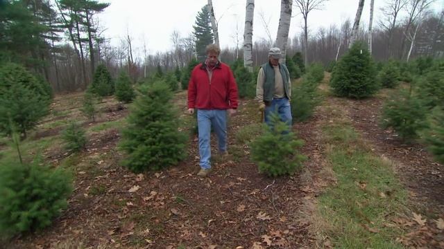 How To Pick The Perfect Christmas Tree with Roger Cook | Ask This Old House смотреть онлайн