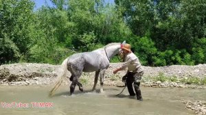 укрепления копыт у Орловского Рысока . Лошади, Туман. жеребец.
