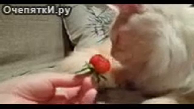 Кот ест клубнику смотреть онлайн