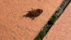 Танец майского жука