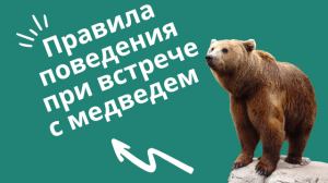 Правила поведения при встречи с медведем.