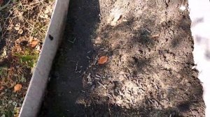 КАК ПОДГОТОВИТЬ  #ГРЯДКИ ОСЕНЬЮ?