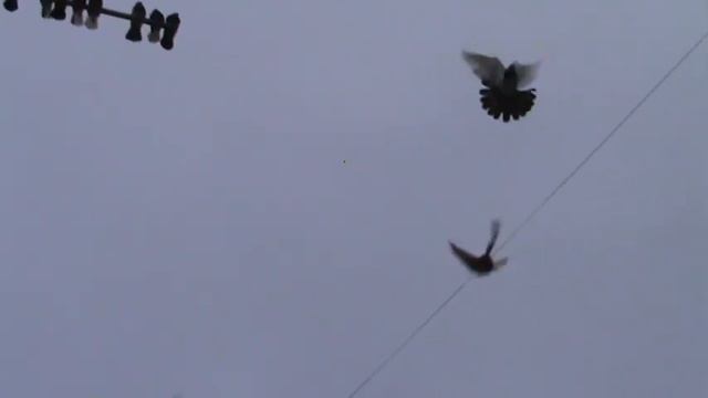 Разминка голубей при южном ветре 16.12.2019 смотреть онлайн