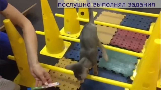 Перелом бедра у кота
