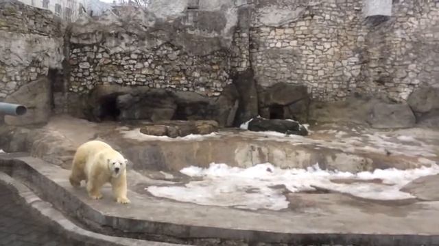 Белые медведи (с музыкой) смотреть онлайн