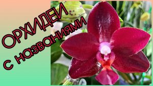 ОРХИДЕИ?Быстрый обзор цветущих?Крупные фото с названиями сортов?ФАЛЕНОПСИС в домашних условиях?