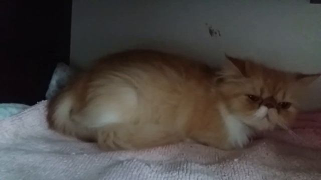 Роды персидских кошек 2021 смотреть онлайн