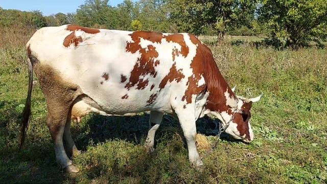 ПРИБИЛАСЬ ЧУЖАЯ КОРОВА...\ шутка\ смотреть онлайн