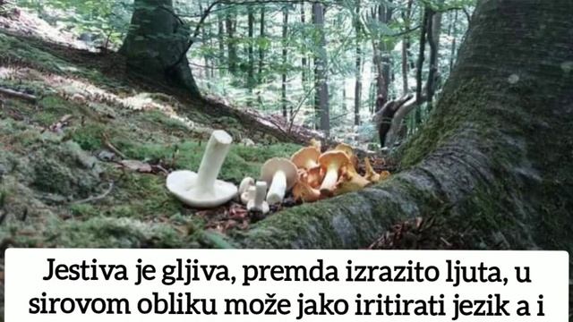 Paprena mliječnica ( Lactarius piperatus), bijela gljiva смотреть онлайн