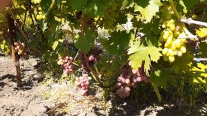 Виноград Эверест 2022