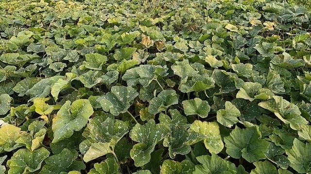 Лидер по переработке тыквы.Leader in pumpkin processing.