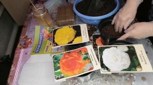 БЕГОНИЯ ИЗ СВЕТОФОРА. БУДЕМ САДИТЬ!