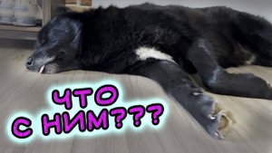 Самый красивый в мире гибрид волка и собаки. Волкособ Гулдан