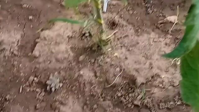 Обзор томатов в открытом грунте через месяц после высадки. Гномы. смотреть онлайн