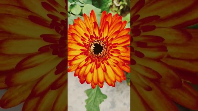 Gerbera daisy #orange # red