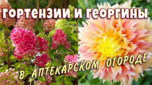 Выставка гортензий в Аптекарском огороде. Роскошные георгины. Большая оранжерея обзор.