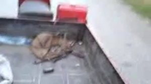 Муравей не заводиться