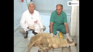 Правила заклания жертвенного животного на Курбан