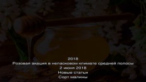 Полезное лакомство — мед акации