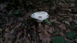 ?Гриб: зонтик пёстрый или краснеющий, Хлорофиллум свинцовошлаковый или тёмно-бурый, или др. Не знаю