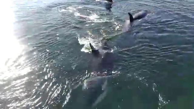 Касатки в бухте Нагаева в Магадане. смотреть онлайн