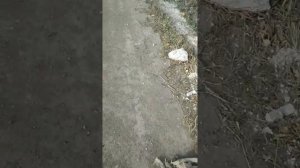 собираем медь(я так думал)