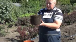 Как правильно посадить лилии из горшка