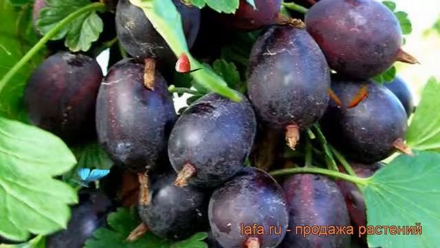 Крыжовник обыкновенная Черномор (chernomor) ? обзор: как сажать, саженцы крыжовника Черномор