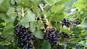Черная смородина. Сорт Рубен