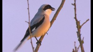 Сорокопут чернолобый (Lanius minor)