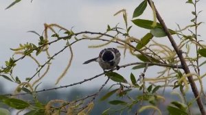 Камышовая овсянка - reed bunting