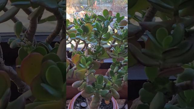 🌵Цветёт КРАССУЛА ОВАТА/Денежное дерево🌸