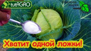 ГУСЕНИЧКИ и БЛОШКИ ГРАДОМ СЛЕТАЮТ С ЛИСТЬЕВ! Подкормка капусты в конце лета с двойным эффектом.