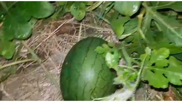 Арбузы в Калужской области вырастить легко!!!!
