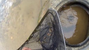 Ловля окуня на креветку.