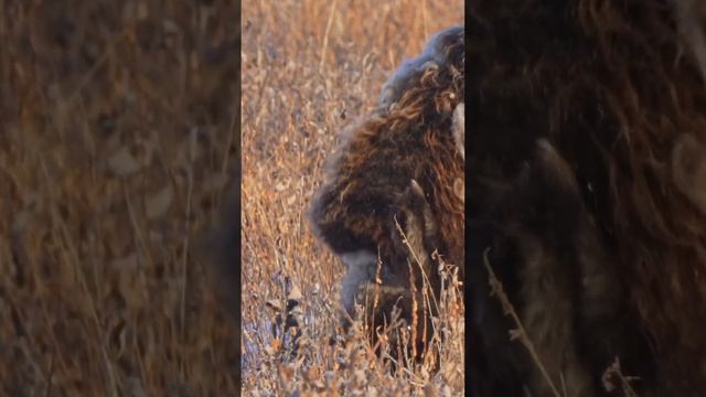 Muskox in Alaska's arctic