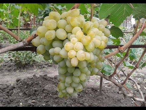 Сорт винограда Подарок Запорожью
