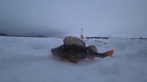 Ловля плотвы на "Ведьму".Пробую новую безмотылку.Рыбалка в Марий-Эл