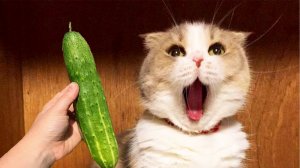 Самые смешные котики #3