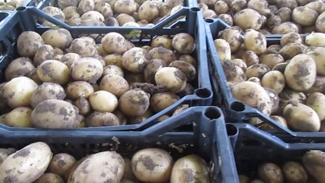 Картошка Ривьера на Рынок Великие Копани смотреть онлайн