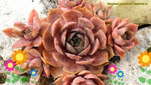 Молодило гибридное Расти. Краткий обзор, описание характеристик sempervivum hybr. Rusty
