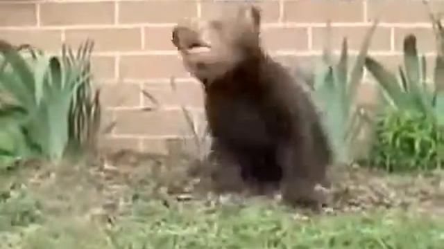 Прикол - мишки тоже чихают.mp4 смотреть онлайн