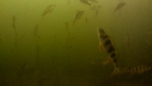 Ловля окуня на "ручейника". Подводное видео