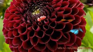 Георгина декоративная Джоуи Мирелла (dahlia) ? обзор: как сажать, луковицы георгины Джоуи Мирелла