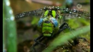 Удивительные факты о стрекозах