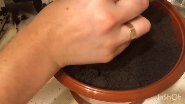 Денежное дерево: как правильно его посадить, чтоб велись деньги